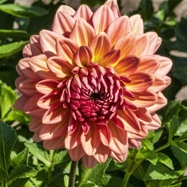 Dahlia Tuber - Cameo Peach