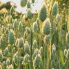 Decorative Grass - Canary Grass