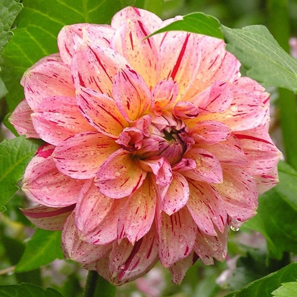 Dahlia Tuber - Carmen Fiesta