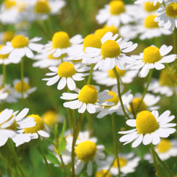 Chamomile Common