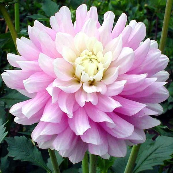 Dahlia Tuber - Chilson's Pride