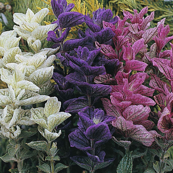 Salvia - Mélange Sclarée