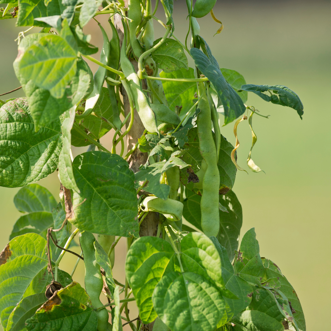 Beans (Pole) - Kentucky Wonder – Stems Flower Farm