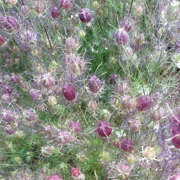 Love in a Mist - Cramers Plum Loco