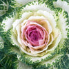 Flowering Cabbage - Crane Mix