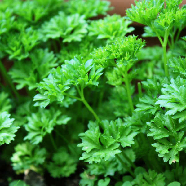 Parsley - Curley Leaf Mix