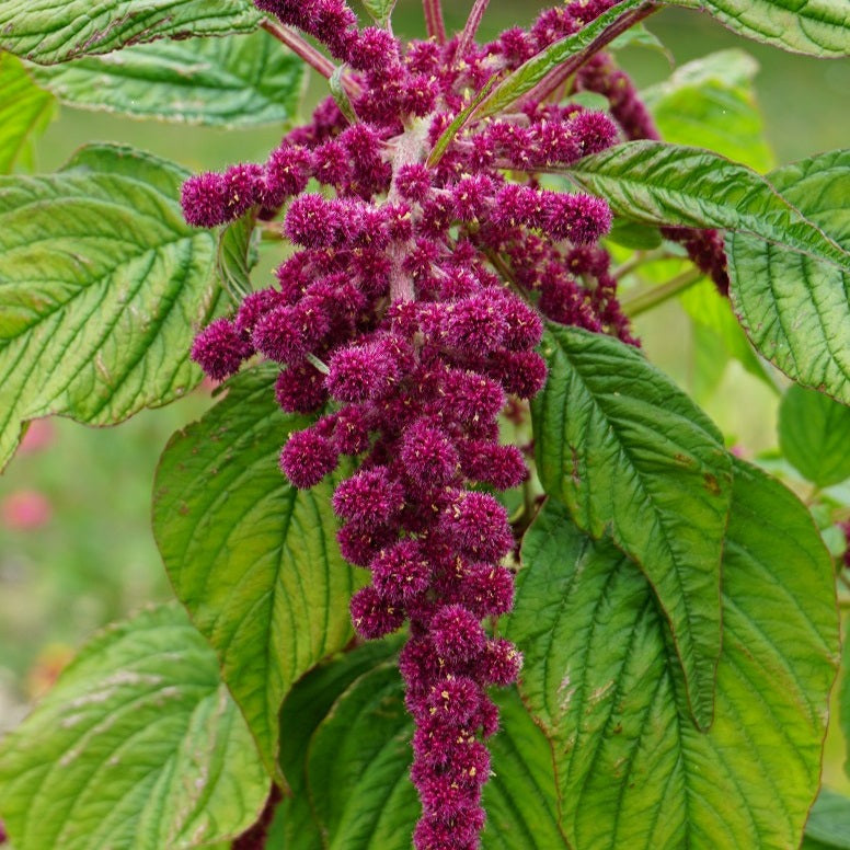 Amaranth Dreadlocks Stems Flower Farm