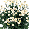 Feverfew - Victory Queen White