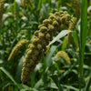 Decorative Millet & Wheat - Foxtail Millet