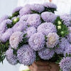 Aster - Lady Coral Lavande (Pierre de Lune)