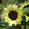 Sunflower - Lemon Sorbet