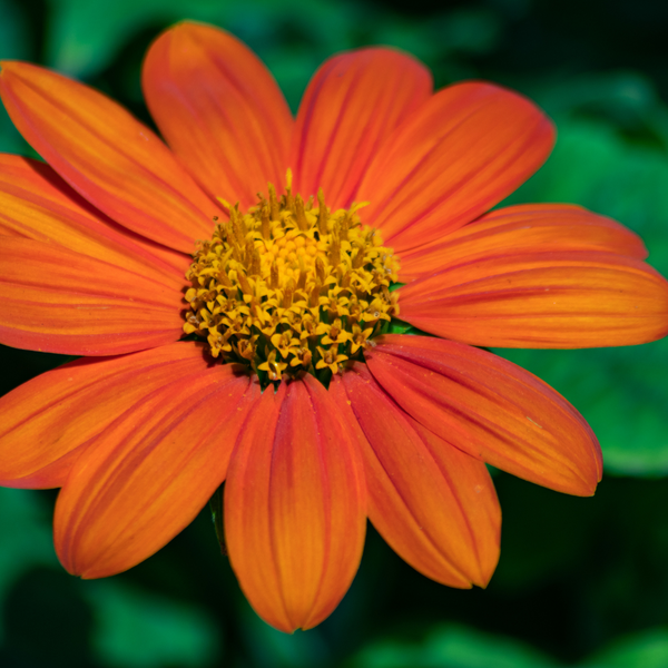 Tithonia - Mexican Sunflower