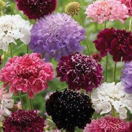 Pincushion Flower - Formula Mix