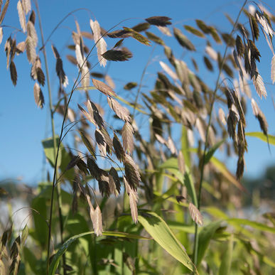 Decorative Grass - Northern Sea Oats