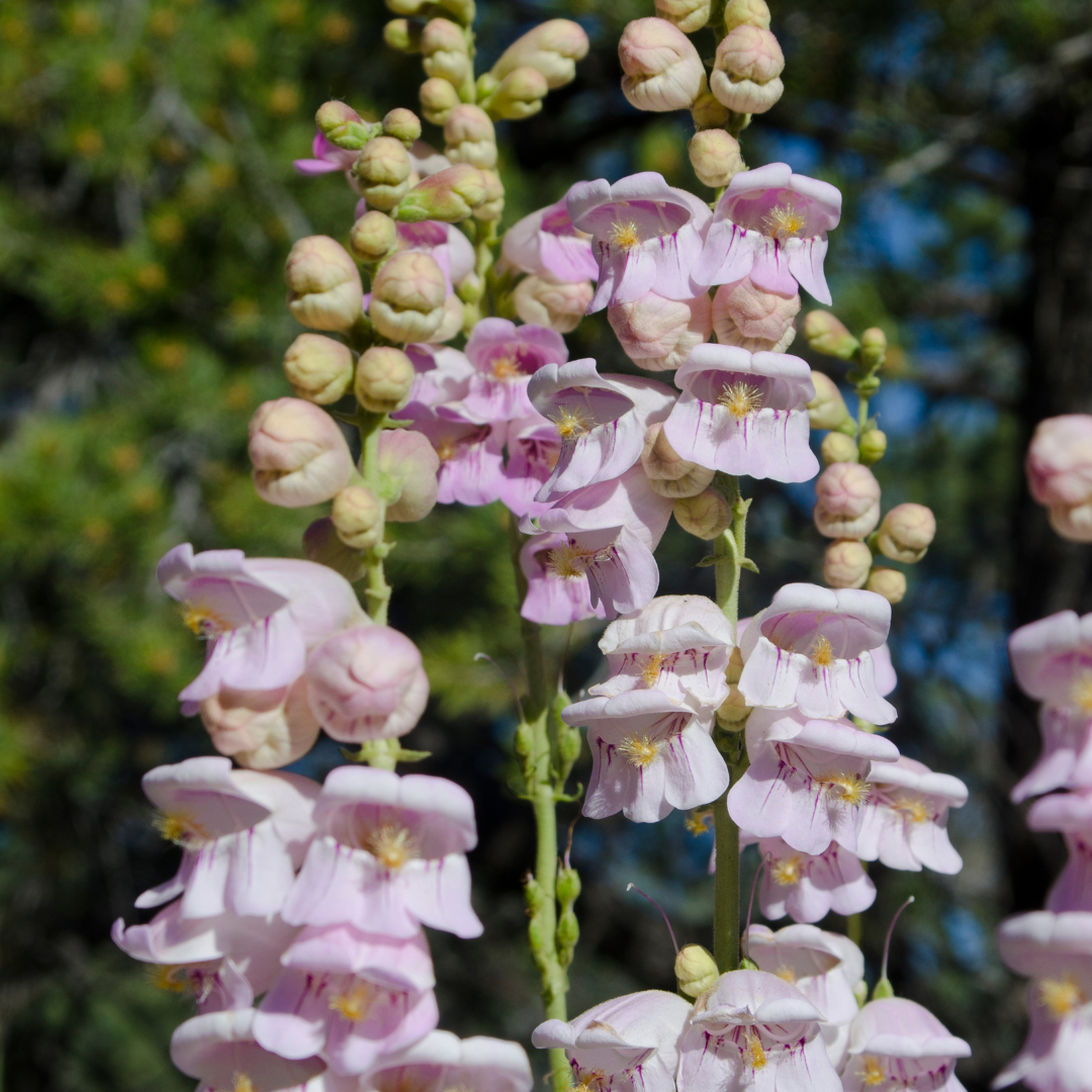 Penstemon Palmer's Stems Flower Farm