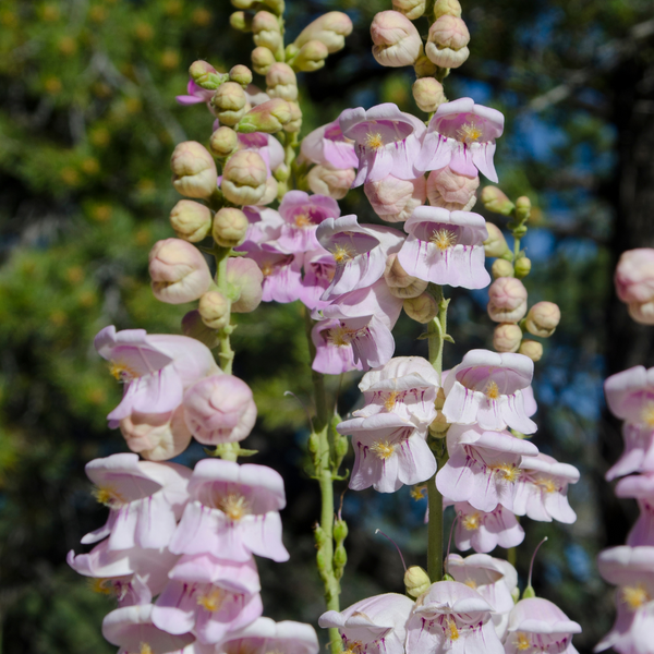 Penstemon Palmer's