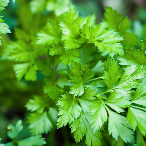 Parsley - Flat Leaf Mix