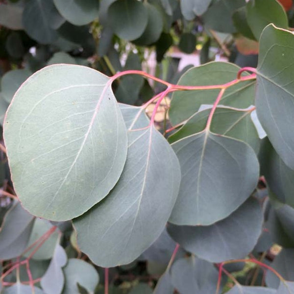 Eucalyptus - Silver Dollar