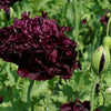 Poppy - Giant Black Peony