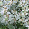 Mountain Mint - Clustered (Short-Toothed)