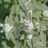 Menthe des Montagnes - Poilue (pilosum)
