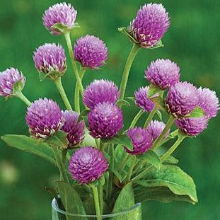 Globe Amaranth - QIS Lilac