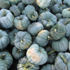 Pumpkin (Specialty) - Queensland Blue