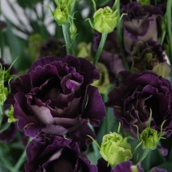 Lisianthus - Rosanne 1 Black Pearl