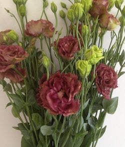 Lisianthus - Rosanne 3 Brown