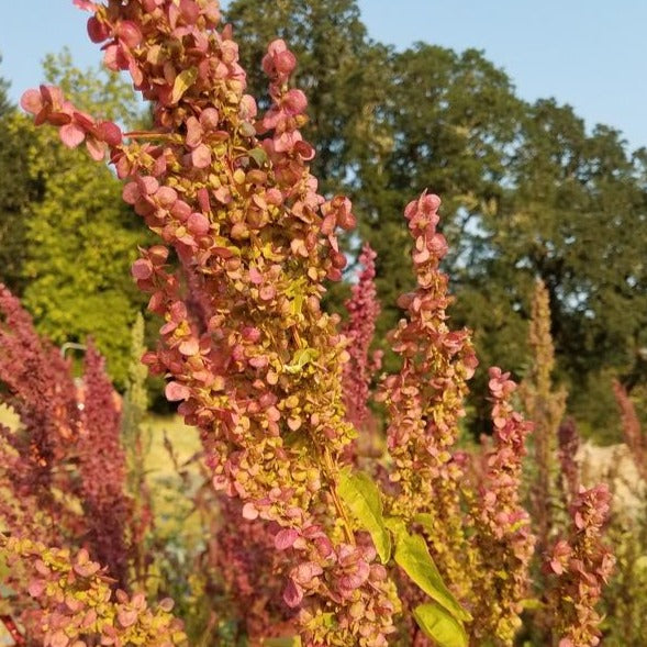 Orach - Ruby Gold