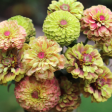 Zinnia - Queeny Lime Blotch