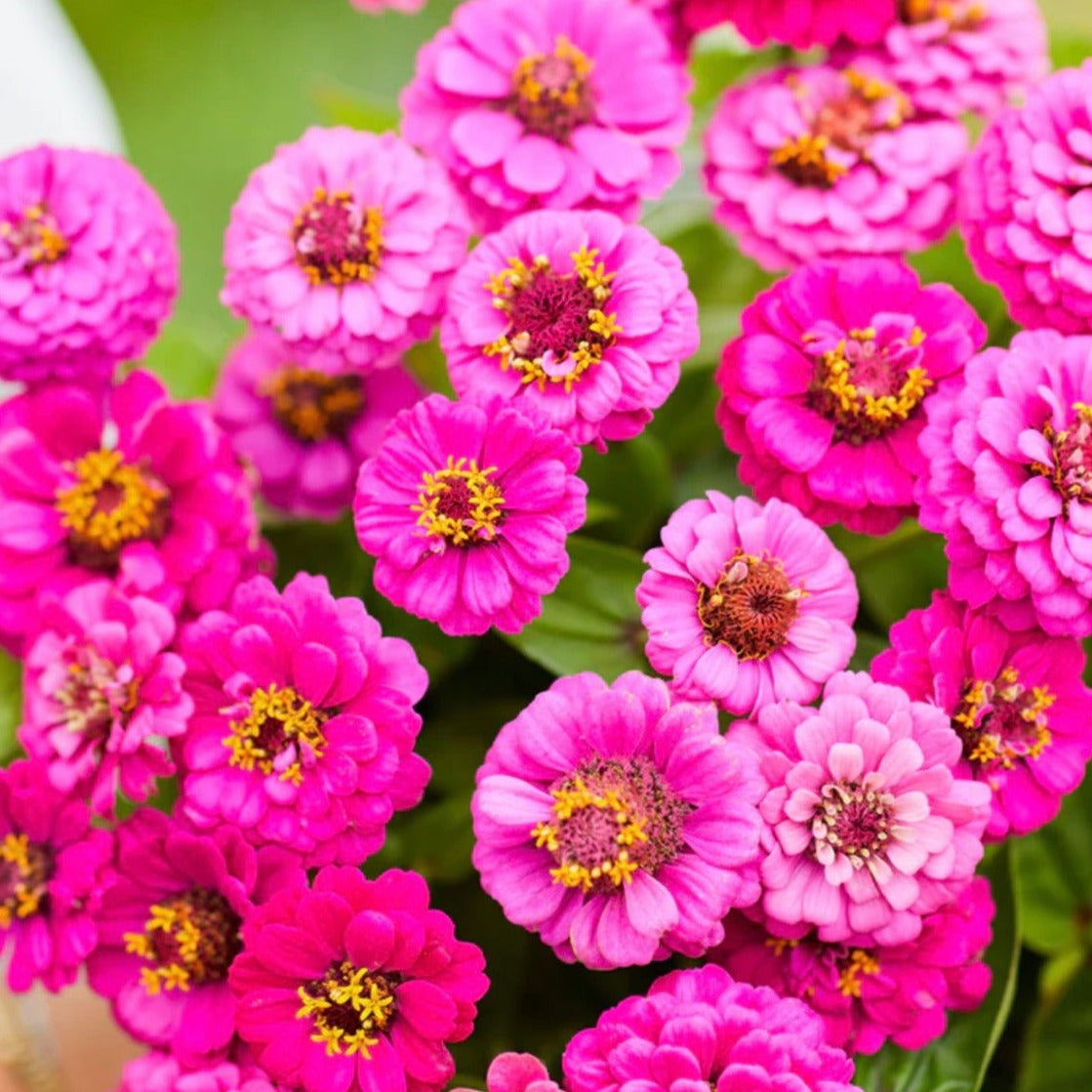 Zinnia - Lilliput Purple – Stems Flower Farm