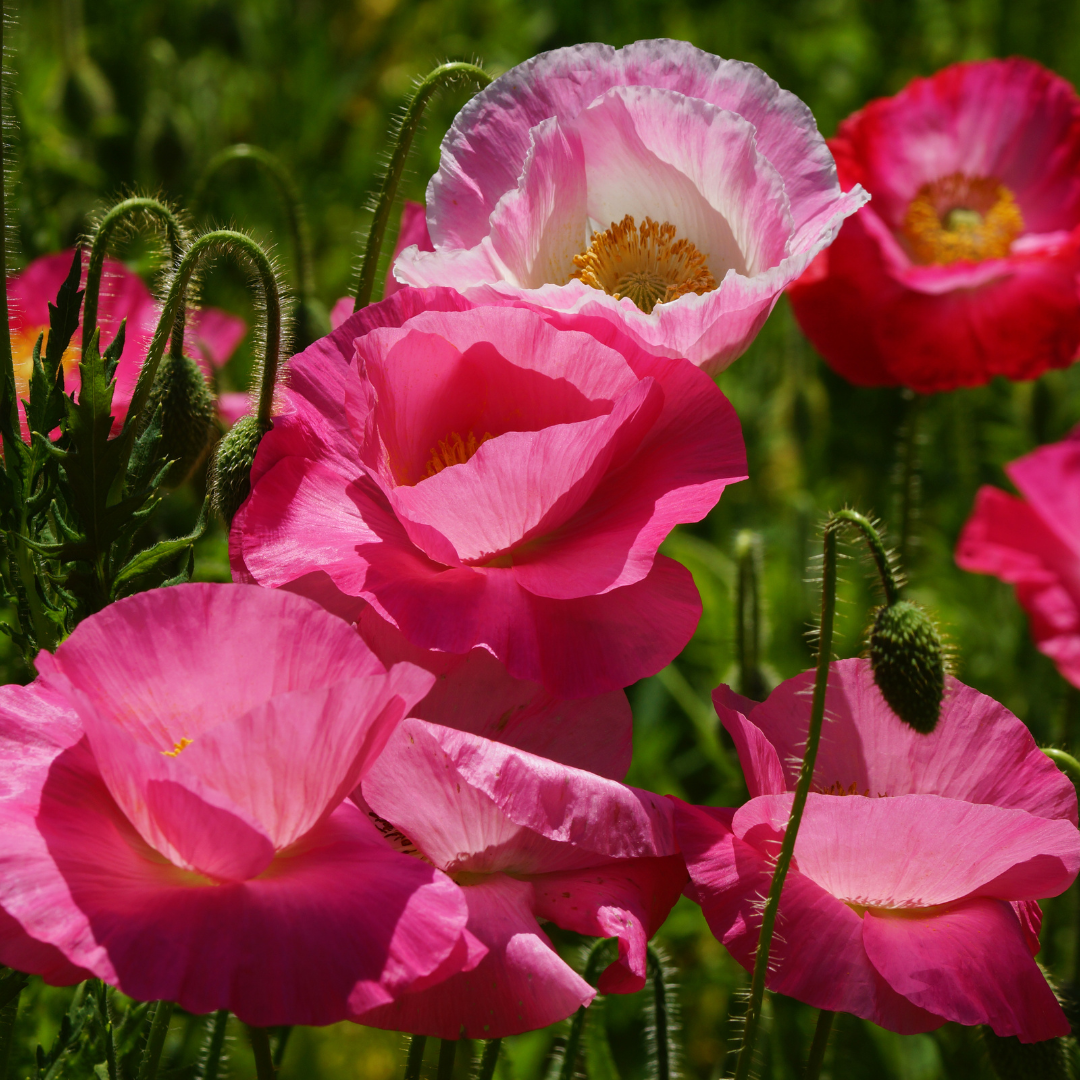 Shirley Poppy Supreme Stems Flower Farm