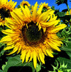 Sunflower - Starburst Panache