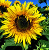 Sunflower - Starburst Panache
