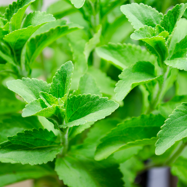 Stevia