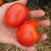 Tomate (Pâte) - Pâte Amish