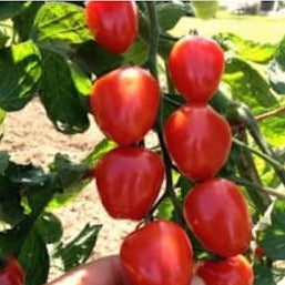 Tomato (Cherry) - Gardener’s Sweetheart