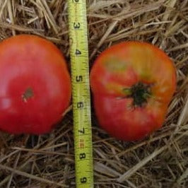 Tomato (Beefsteak) - Pink Brandywine