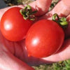 Tomato (Cherry) - Principe Borghese