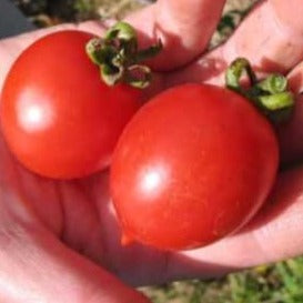 Tomate (Cerise) - Principe Borghese