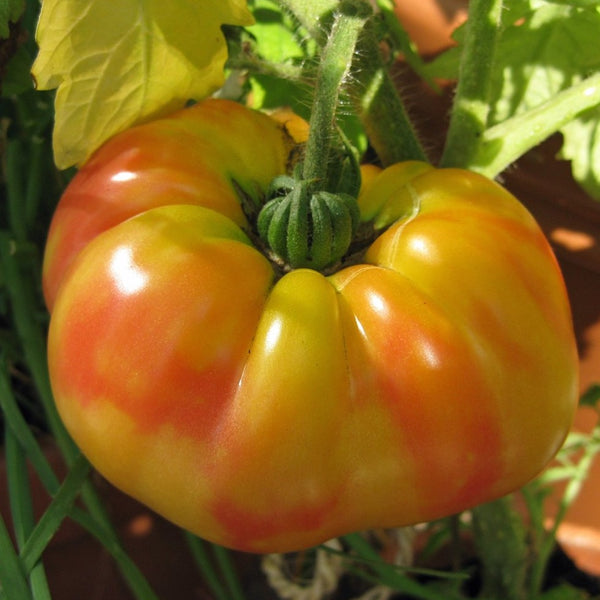 Tomato (Beefsteak) - Striped German