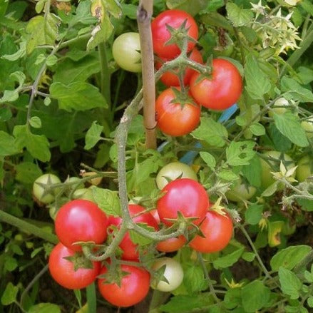 Tomato (Slicer) - Sub Artic Plenty