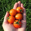 Tomato (Cherry) - Sungold