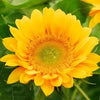 Sunflower - Vincent Fresh
