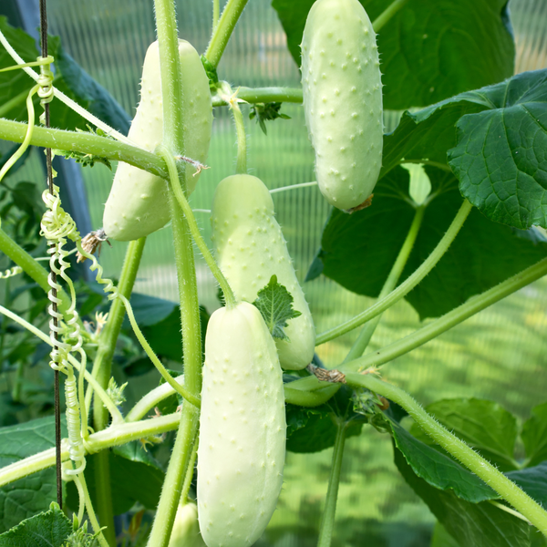 Cucumber - White Wonder