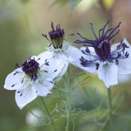 Love in a Mist - Eclipse