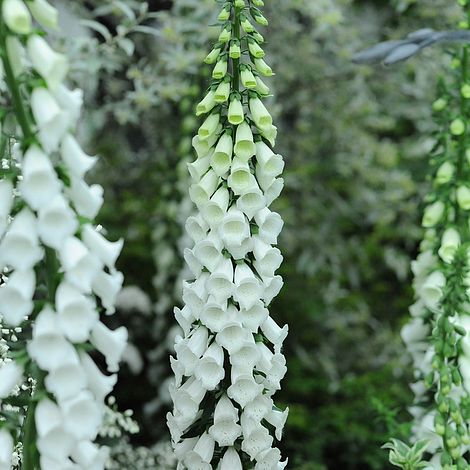 Foxglove - Alba