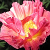 California Poppy - Thai Silk Appleblossom