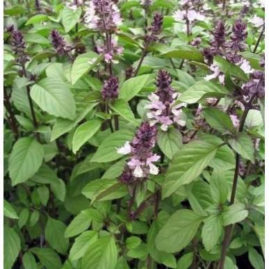 Basil Cinnamon Stems Flower Farm